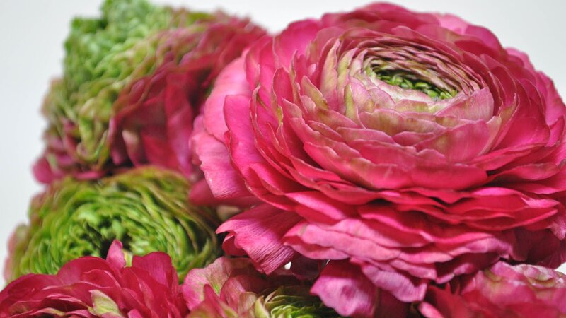 Pink and Green Ranunculus Flowers