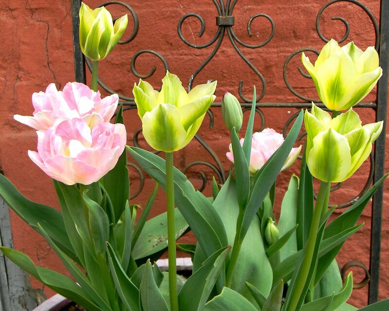 Pink and Green Tulips — Calm