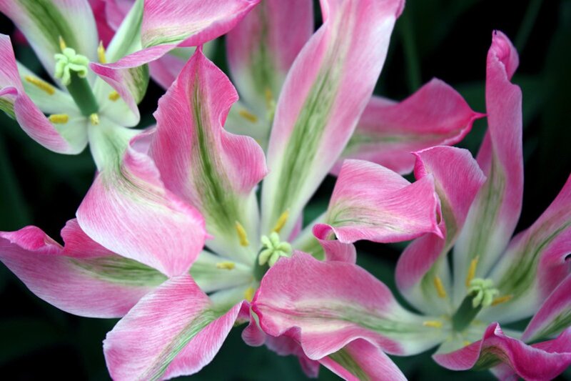 Pink and Green Tulips