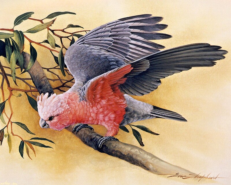 Pink and Grey Cockatoo — Calm, Painting