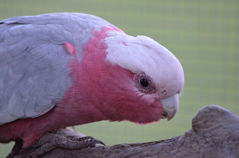 Pink and Grey Cockatoo — Calm, Photograph