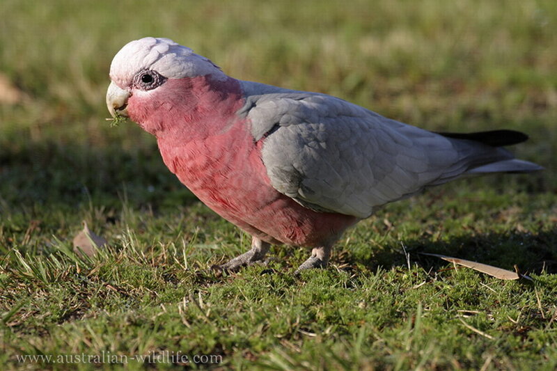 Pink and Grey Cockatoo