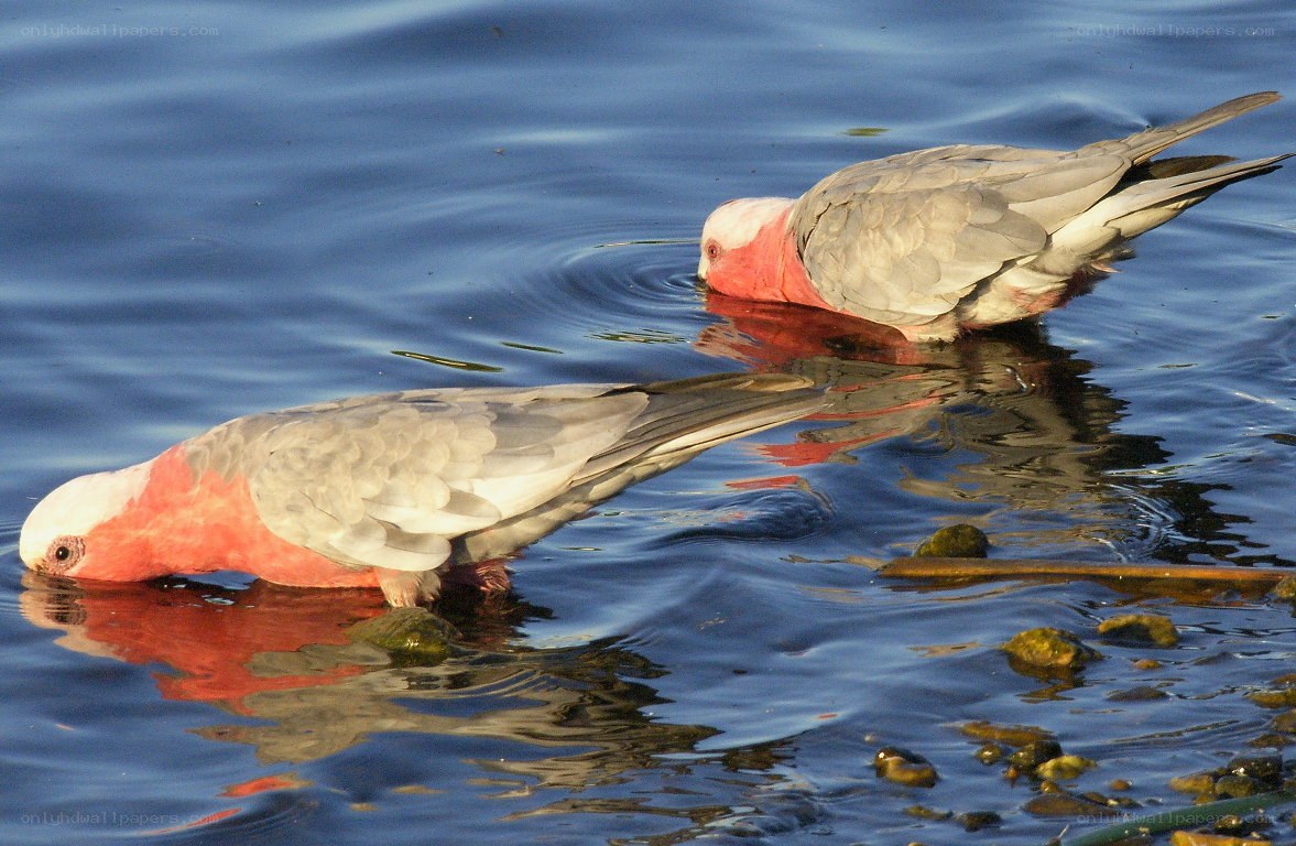 Pink and grey cockatoos drinking