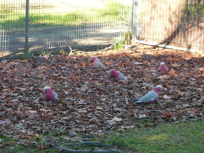 Pink and Grey Cockatoos