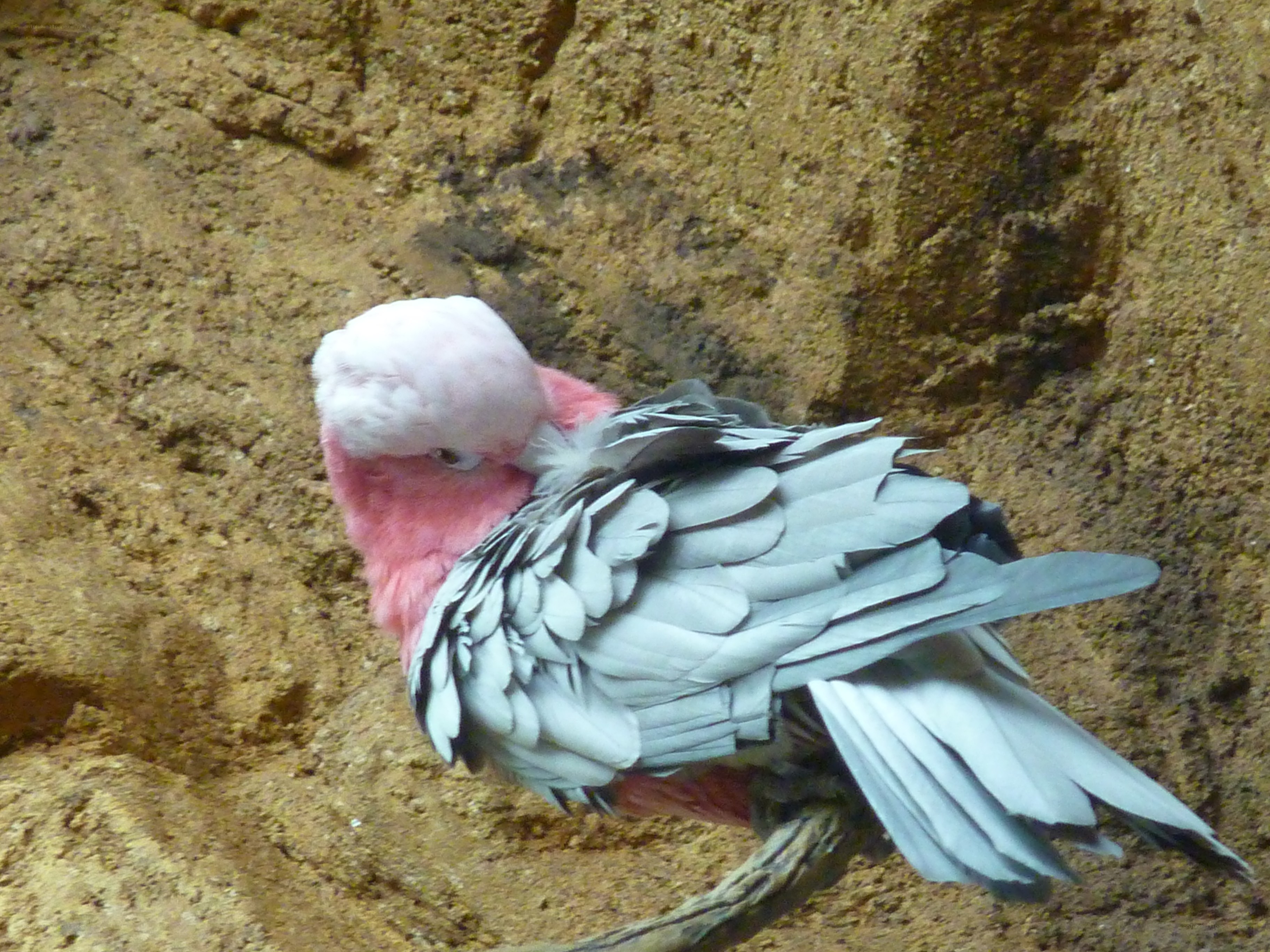 Pink and grey parrot on branch