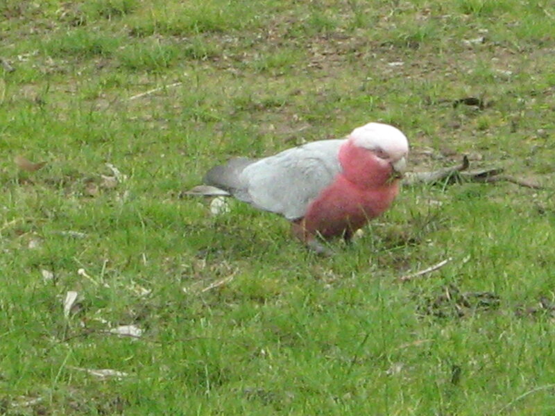 Pink and grey parrot on grass