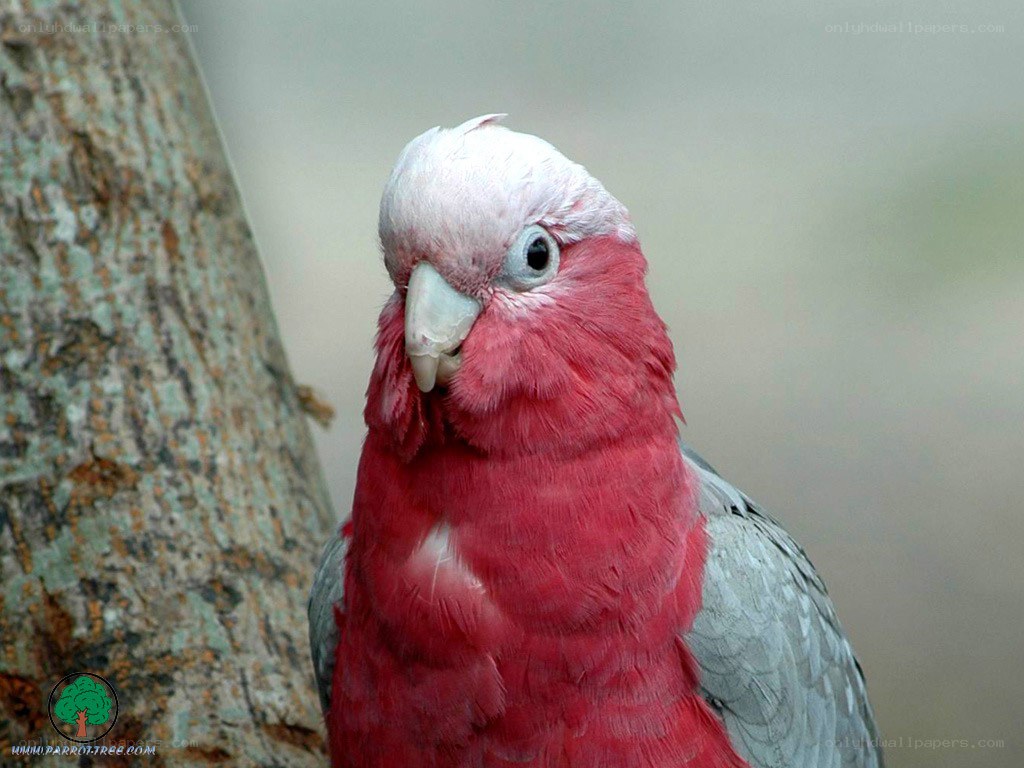 Pink and grey parrot on tree