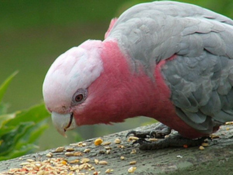 Pink and Grey Parrot