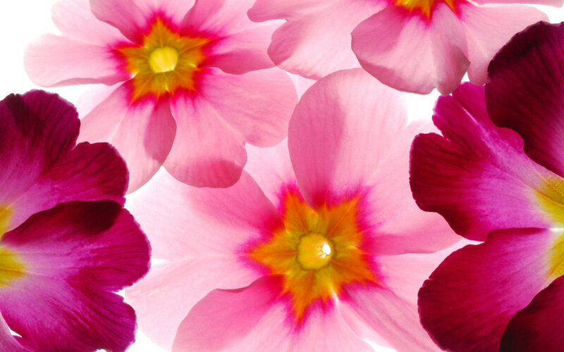 Pink and Magenta Flowers