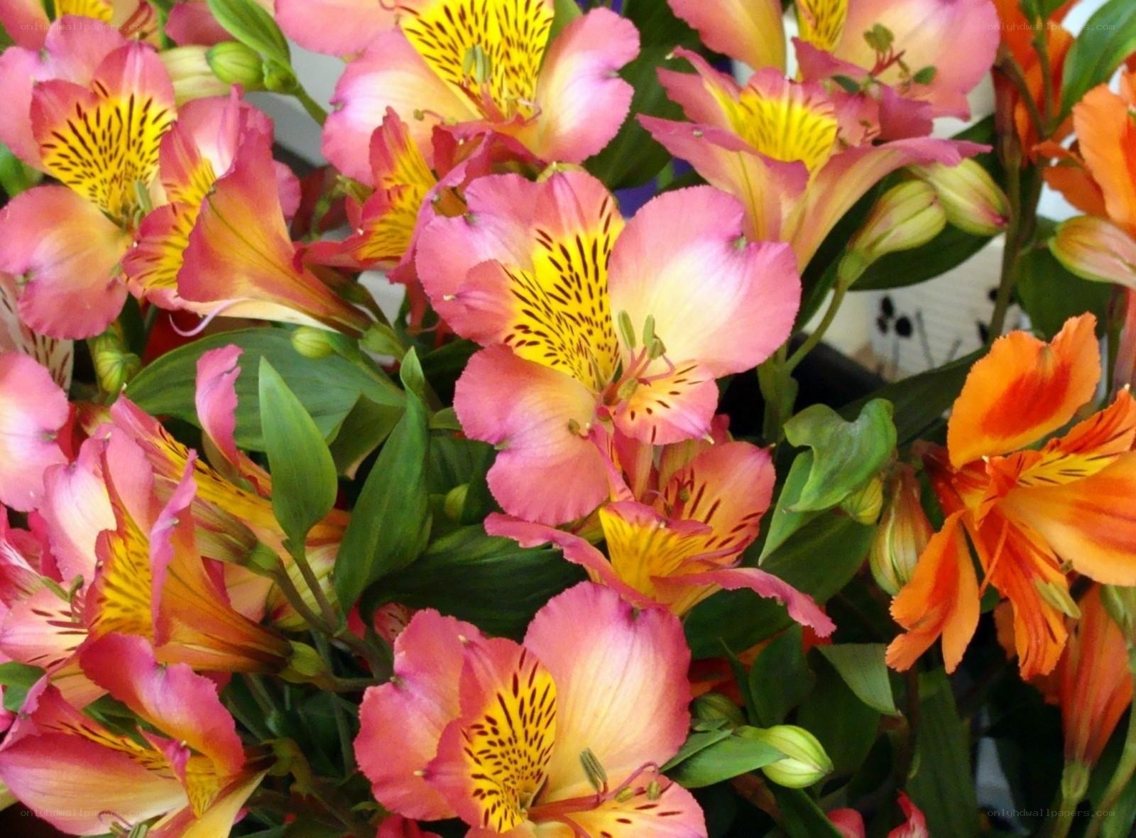 Pink and orange alstroemeria flowers