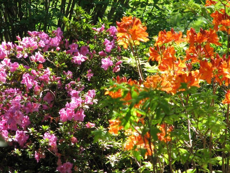 Pink and Orange Azaleas