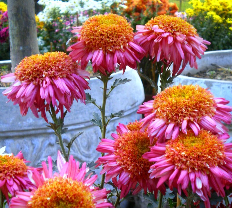 Pink and Orange Chrysanthemums