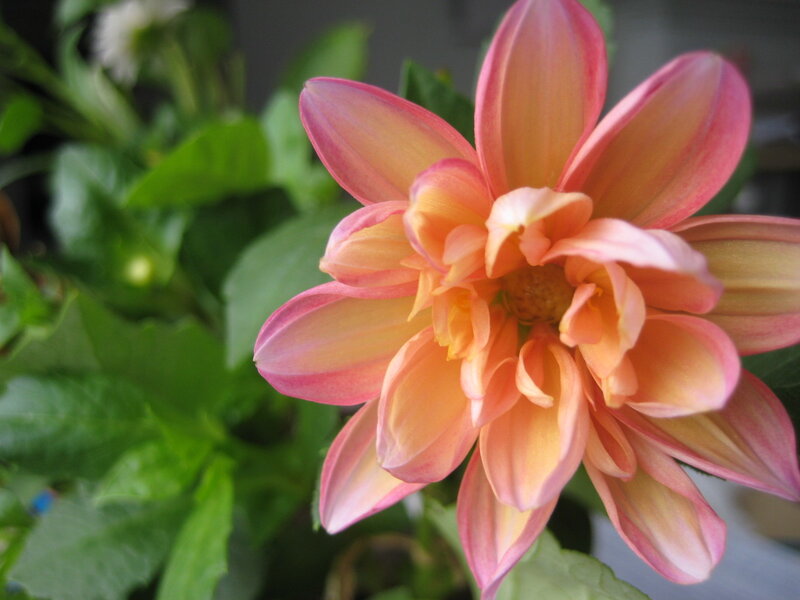pink and orange dahlia flower
