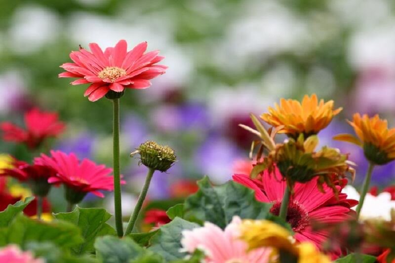 Pink and Orange Daisies