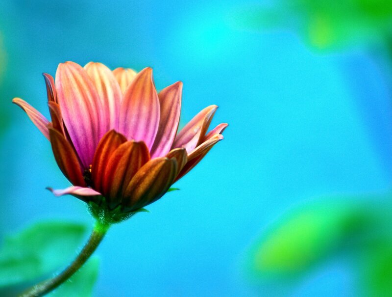 Pink and Orange Flower — Blue