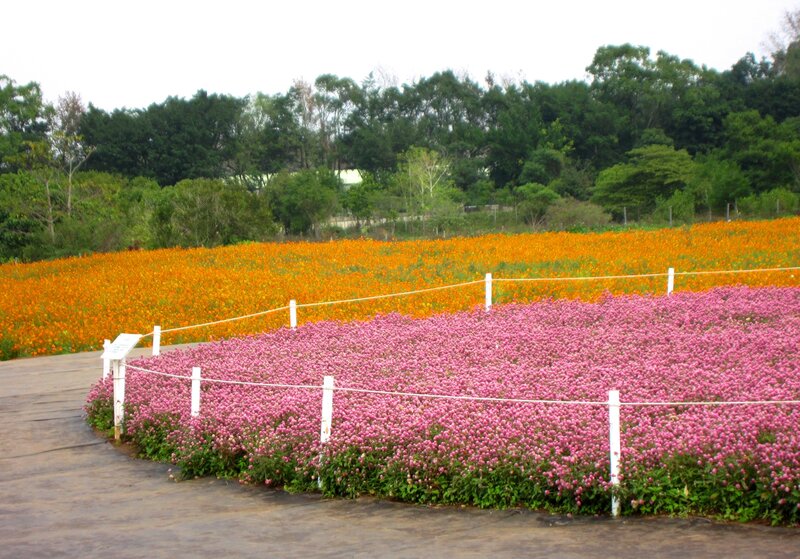Pink and Orange Flower Fields