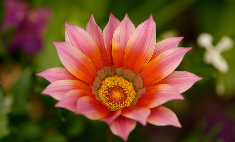Pink and Orange Flower