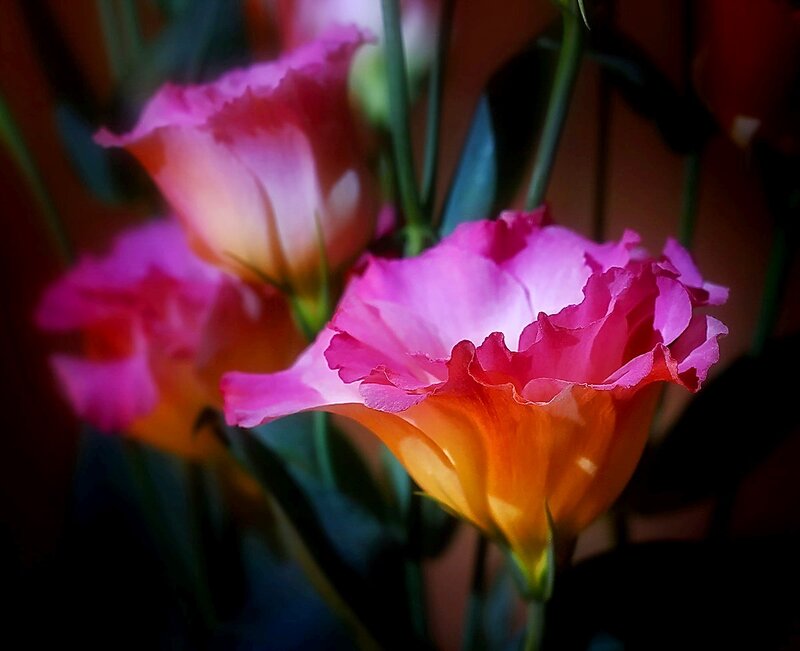 Pink and Orange Flowers — Dramatic