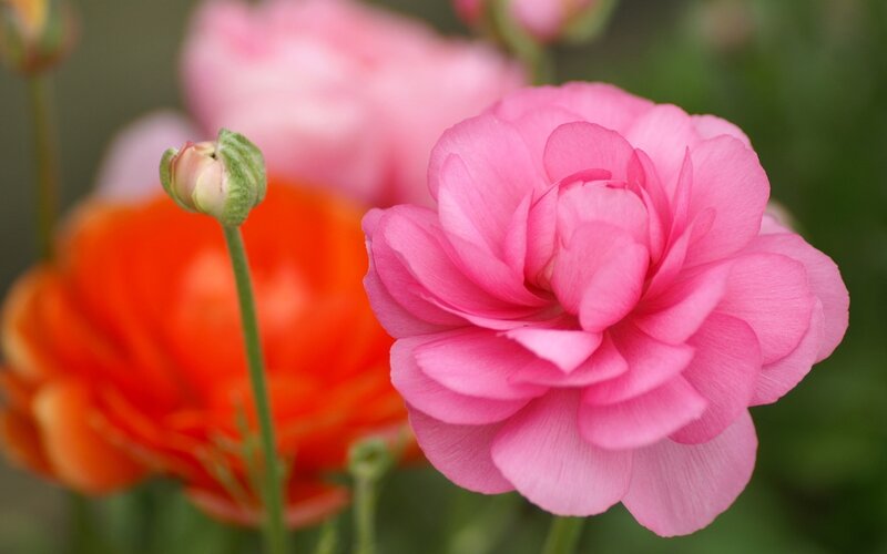 Pink and orange flowers in bloom