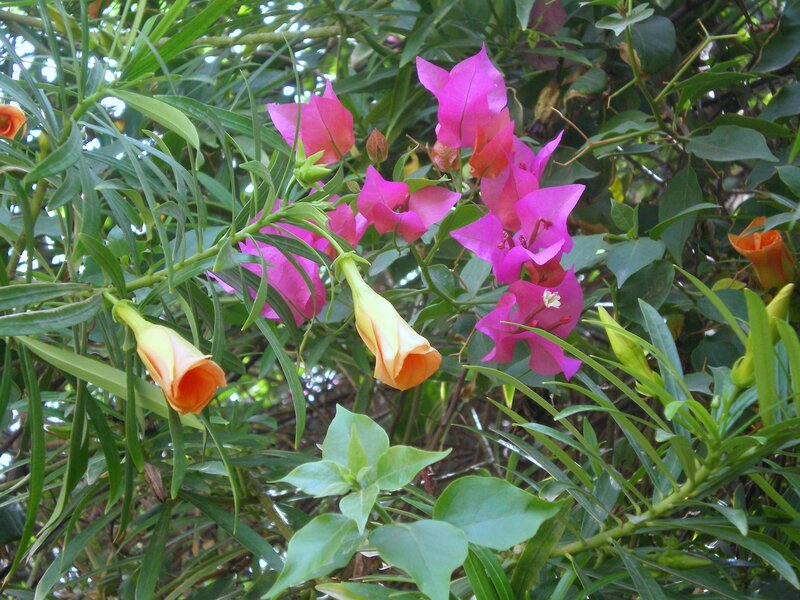 Pink and orange flowers in foliage