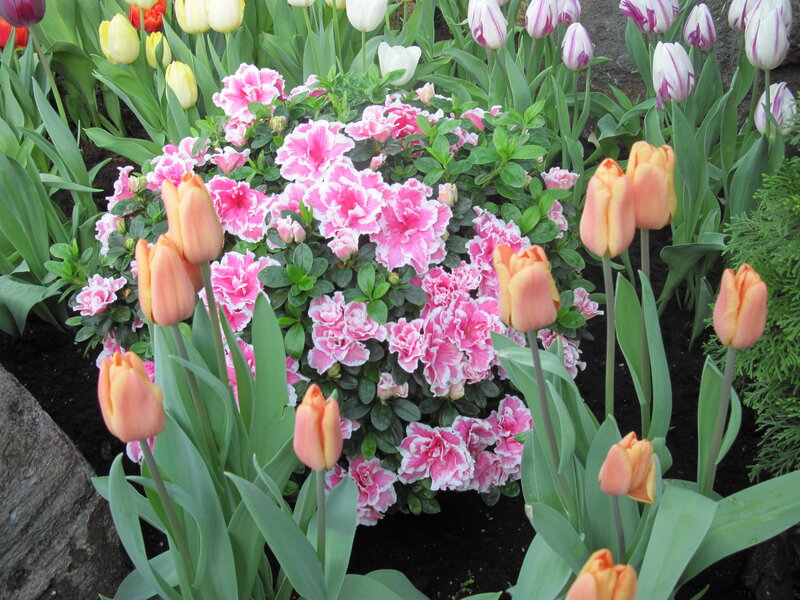 Pink and Orange Flowers — Serene