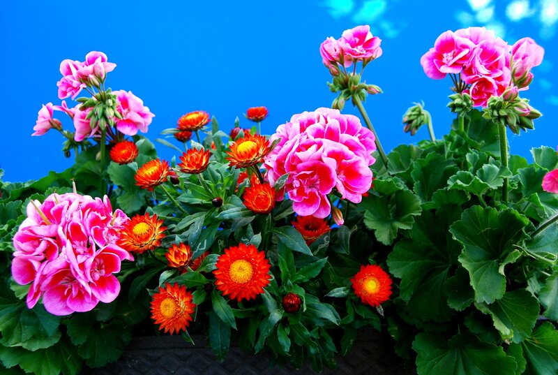 Pink and Orange Flowers — Vibrant