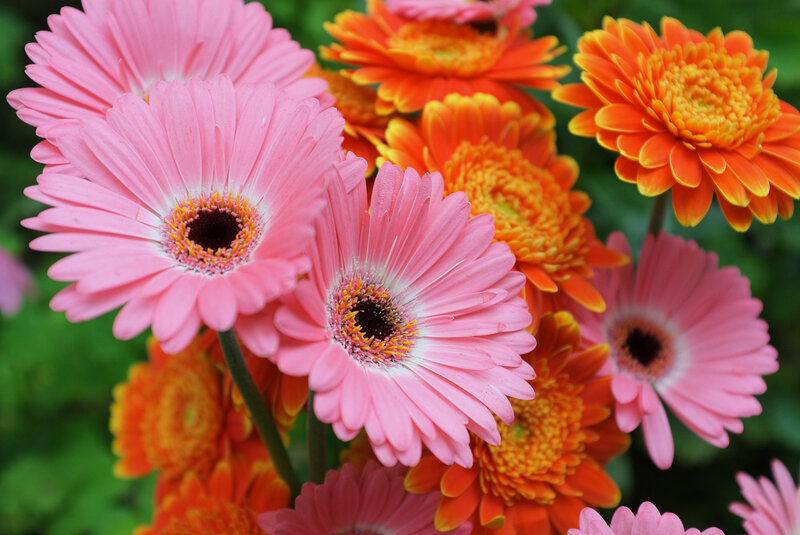 Pink and Orange Gerbera Daisies