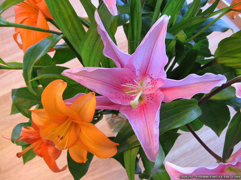 Pink and Orange Lilies — Calm