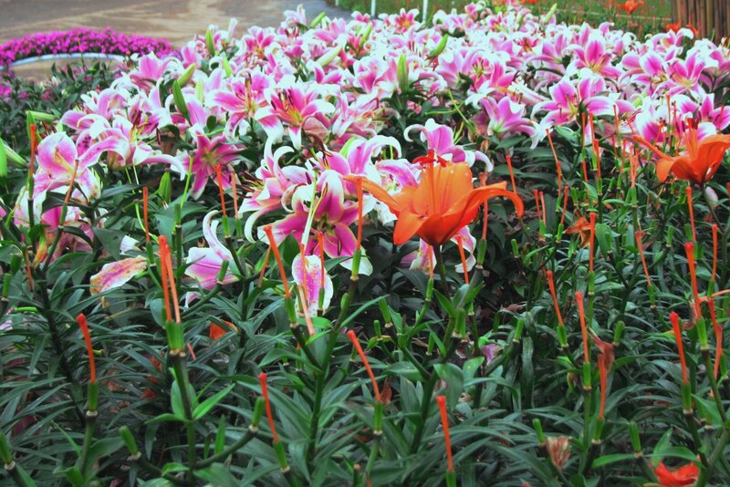 Pink and Orange Lilies