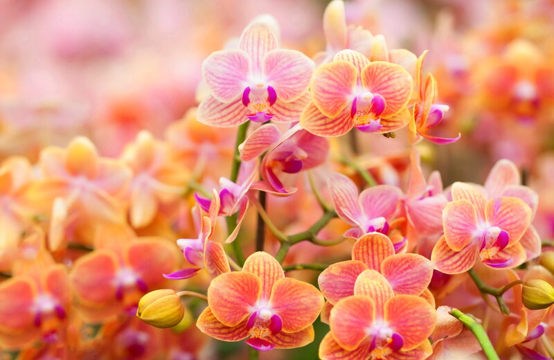 Pink and Orange Orchids — Calm