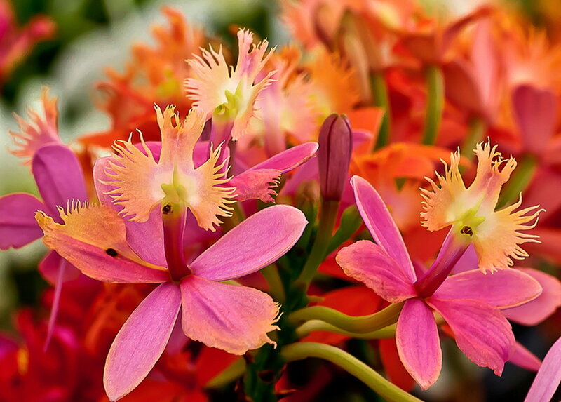 Pink and Orange Orchids