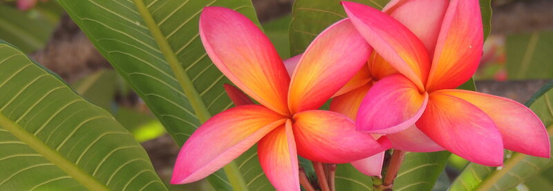 Pink and Orange Plumeria Flowers — Serene
