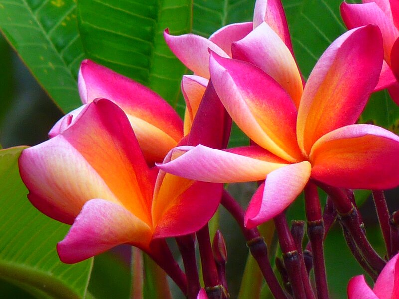 Pink and Orange Plumeria Flowers