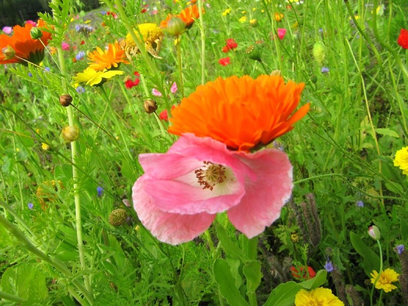 Pink and Orange Poppies
