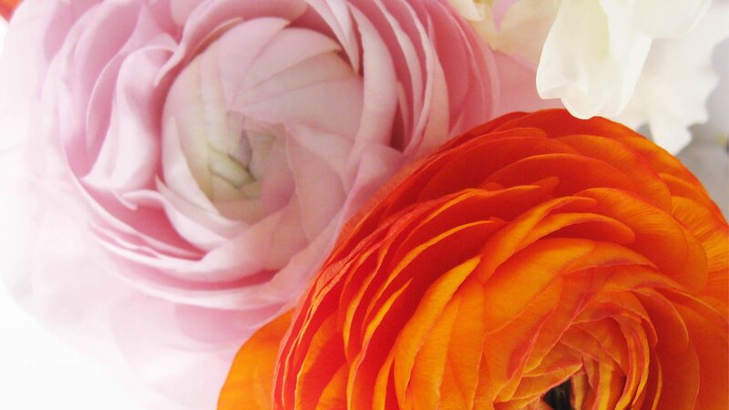 Pink and Orange Ranunculus — Calm