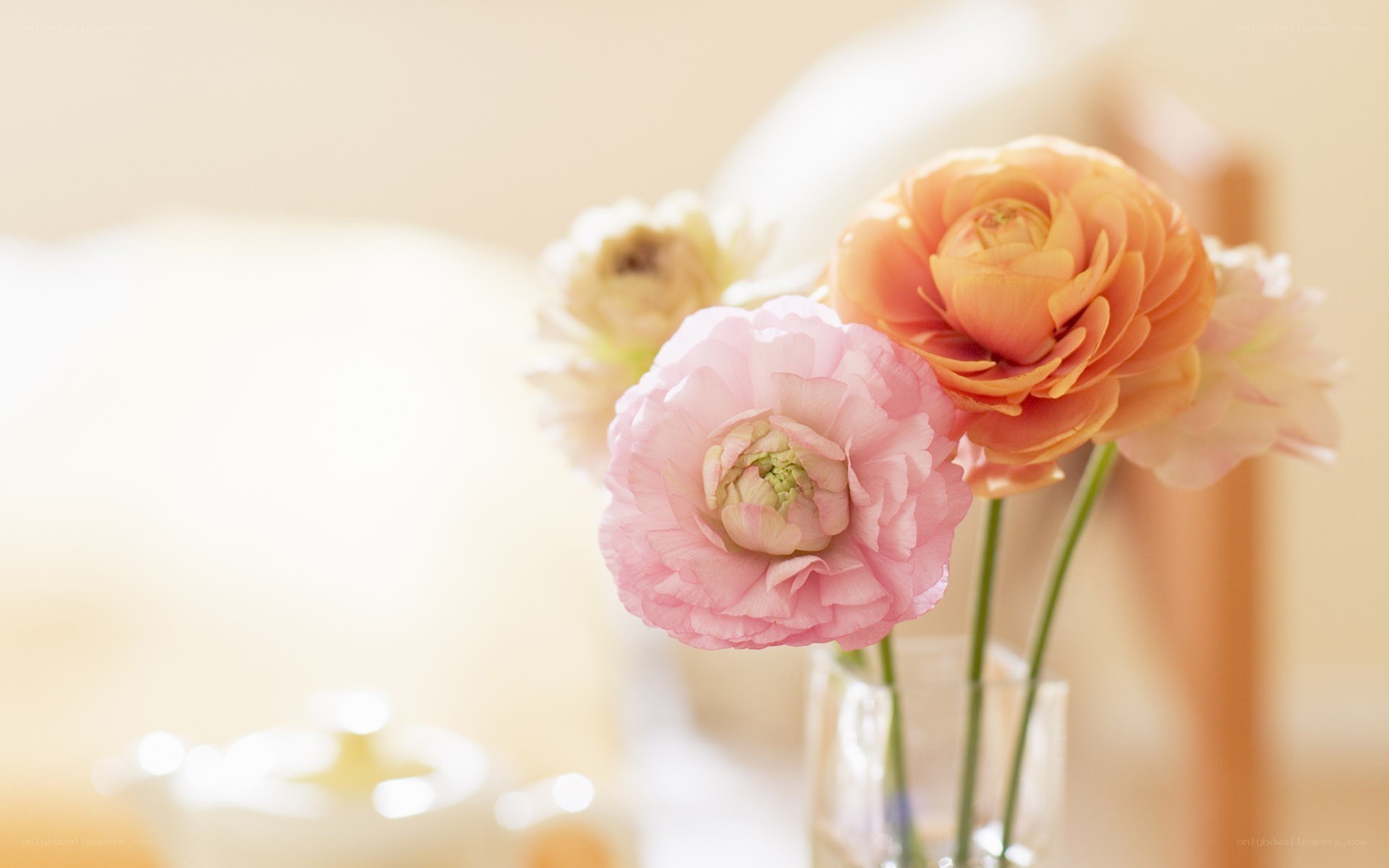Pink and orange ranunculus flowers
