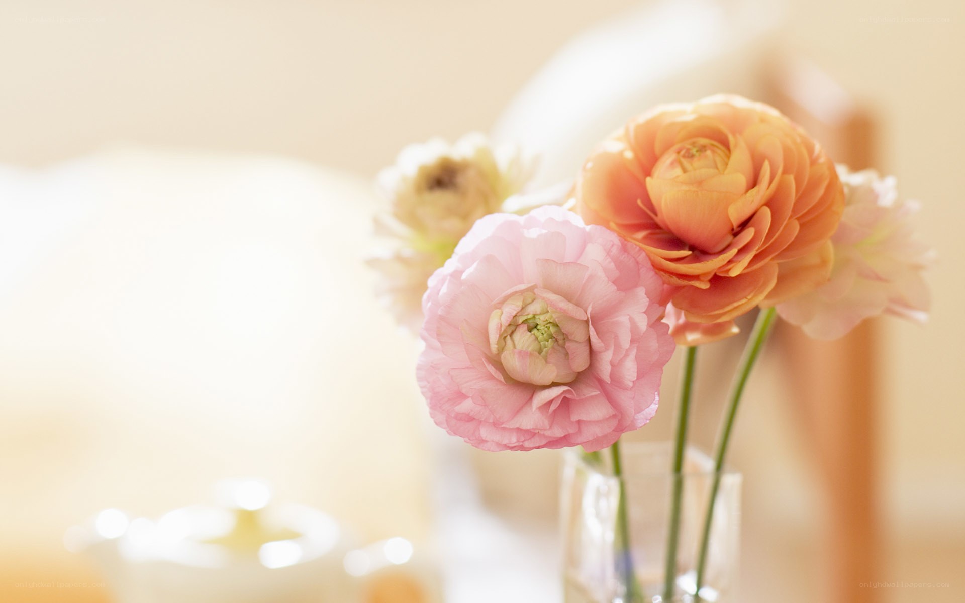 Pink and orange ranunculus flowers