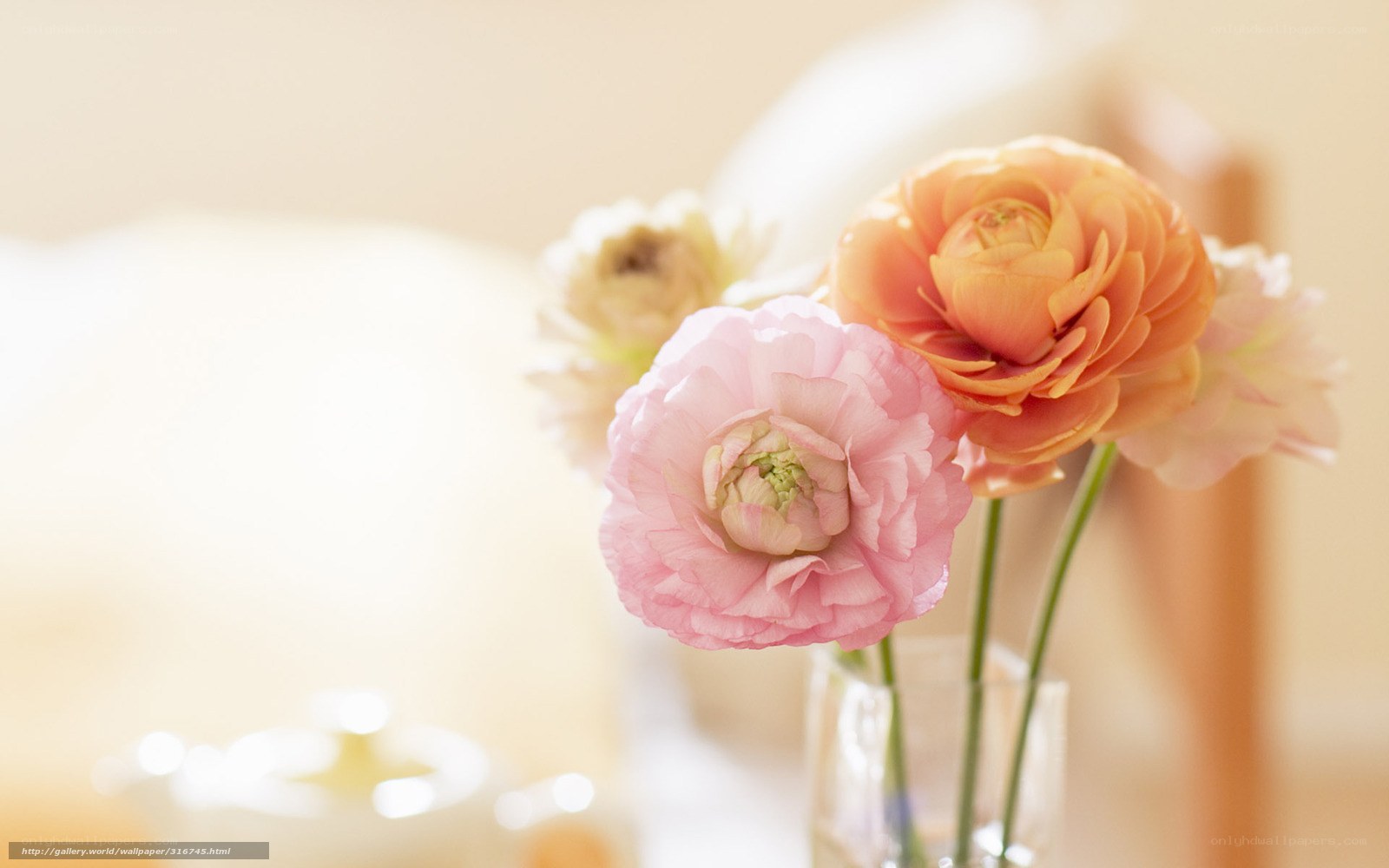Pink and orange ranunculus flowers