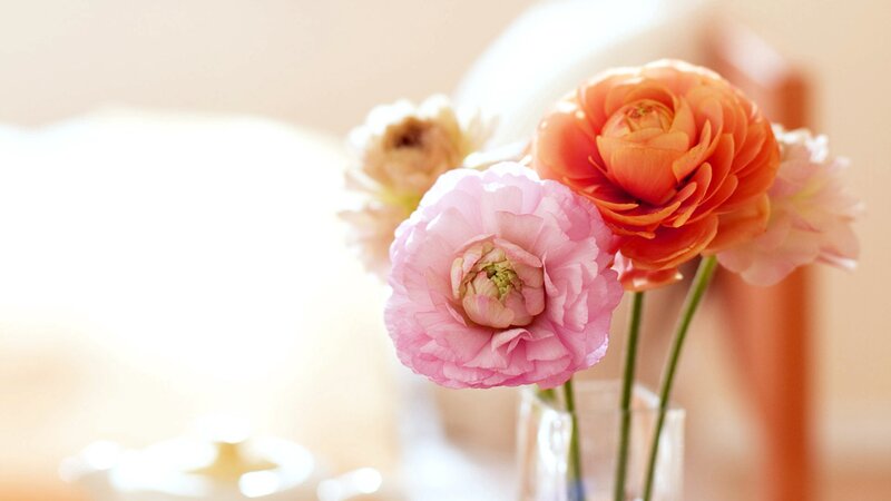 Pink and Orange Ranunculus — Serene