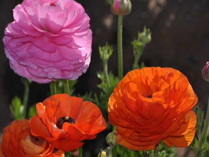 Pink and Orange Ranunculus — Vibrant