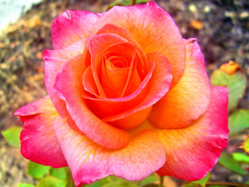 Pink and Orange Rose — Calm, Afternoon