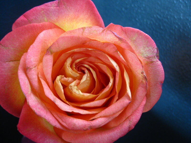 Pink and Orange Rose — Calm, Photograph, Petals