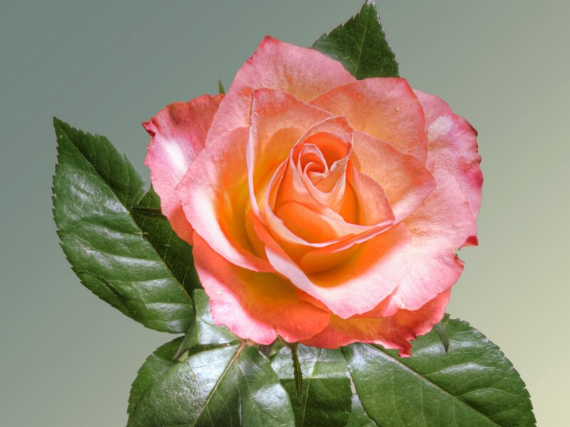 Pink and Orange Rose — Calm, Photograph