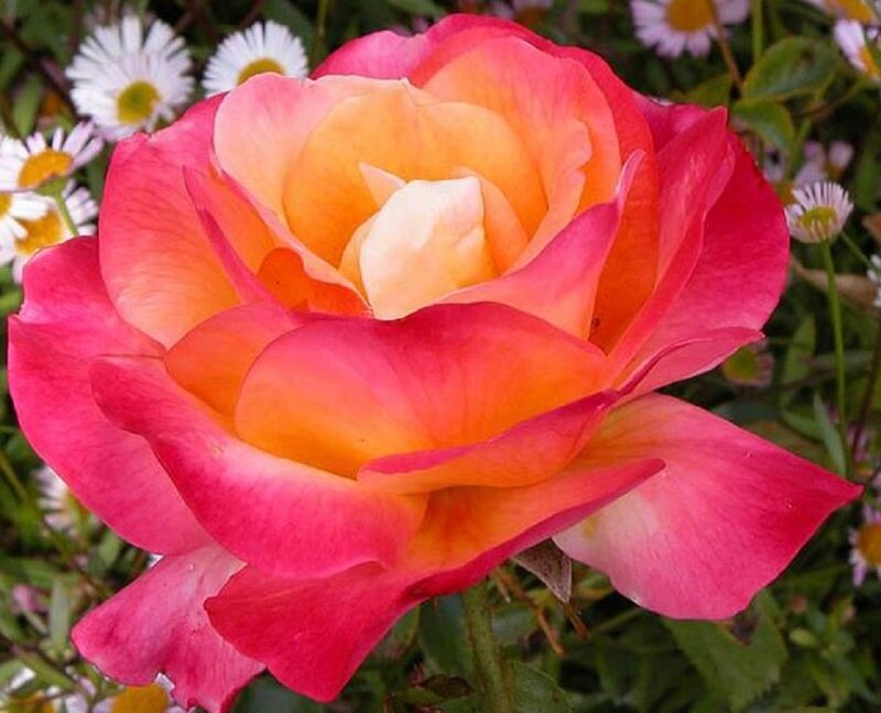 Pink and Orange Rose — Calm