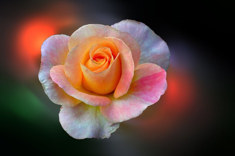 Pink and Orange Rose — Dramatic