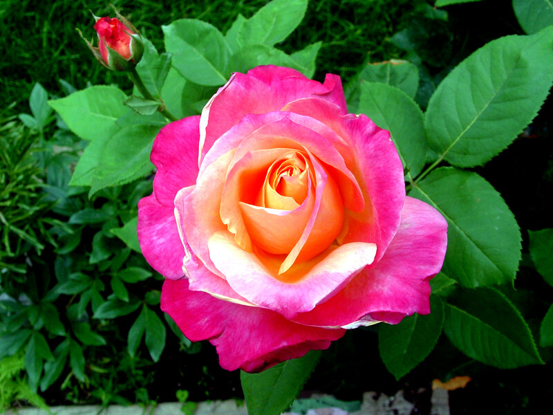 Pink and Orange Rose — Serene, Afternoon