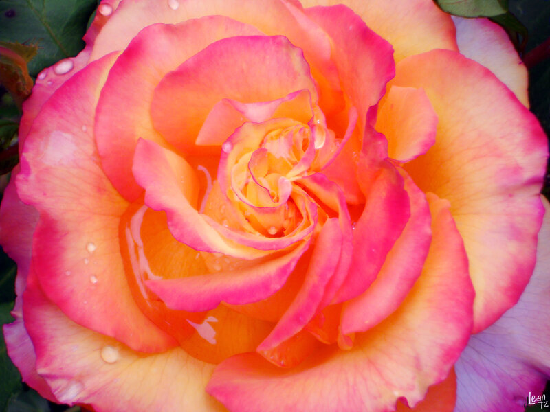 Pink and Orange Rose — Serene, Photograph
