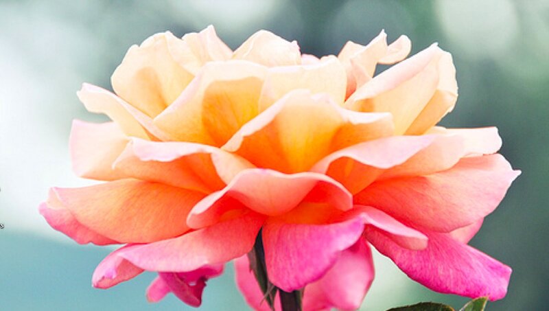 Pink and Orange Rose — Serene