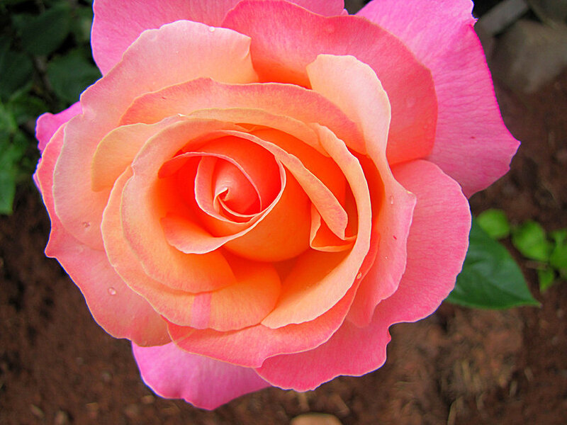 Pink and Orange Rose
