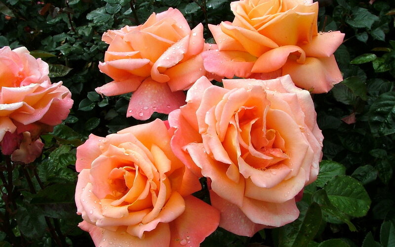 Pink and Orange Roses — Calm, Afternoon